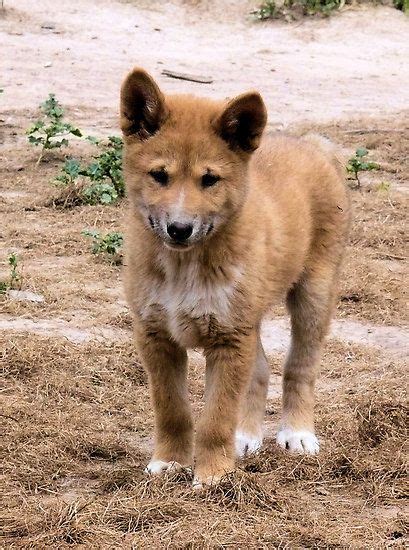 Alpine Dingo Pup by elsha | Pup, Dingo, Wolf pup