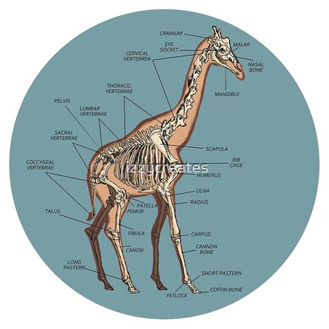 "Anatomy of a Giraffe- Skeleton" by izzycreates | Redbubble