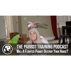 Parrot Training Podcast: Will A Flighted Parrot Destroy Your House? | Parrot Training Podcast Ep. 13