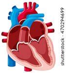 Human Heart Vector Clipart image - Free stock photo - Public Domain ...