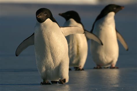 Antarctic officials meet on Southern Ocean Marine Protected Areas ...