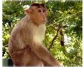 Night Monkey Facts - Interesting & Amazing Information On Night Monkeys