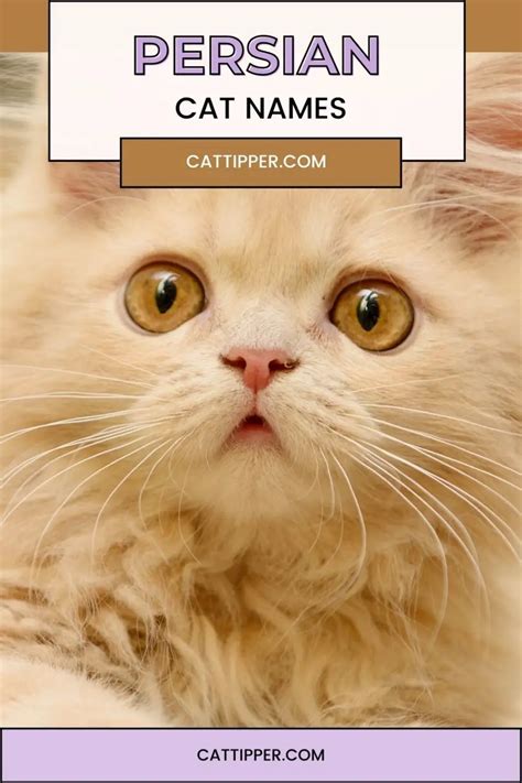 200+ Persian Cat Names - Fluffy, Fanciful, and Fun!