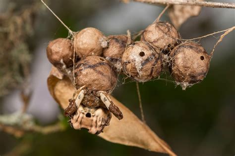 The bird-dropping spider is the best - Australian Geographic