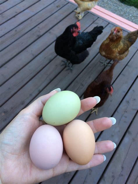 Easter Egger Chicken Colors