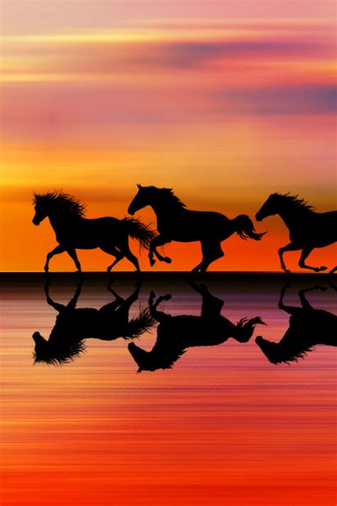 Real Horses Running In The Sunset