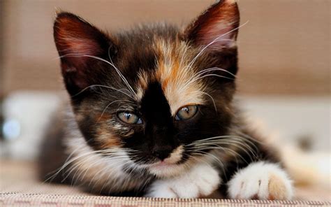 Calico Cat Wallpapers - Wallpaper Cave