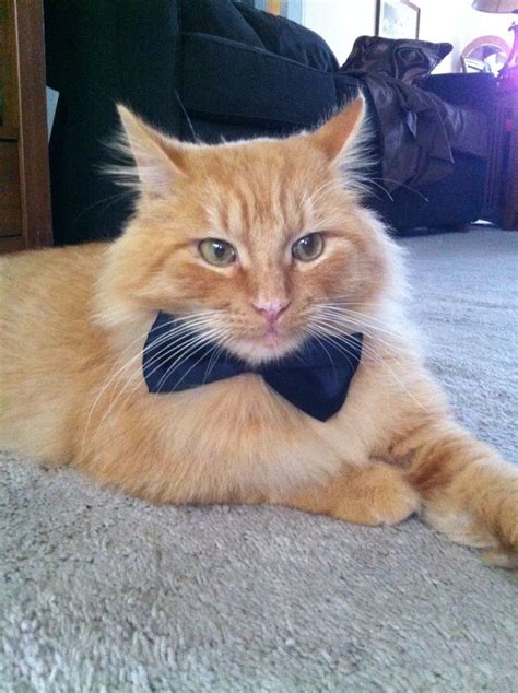 Cats wearing bow ties #cats #bowties | Cute animal photos, Cute cats ...