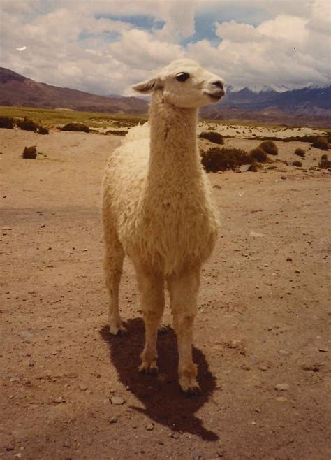 Llama Alpaca Hybrid