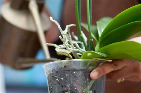 How to Care for Orchids - BBC Gardeners' World Magazine