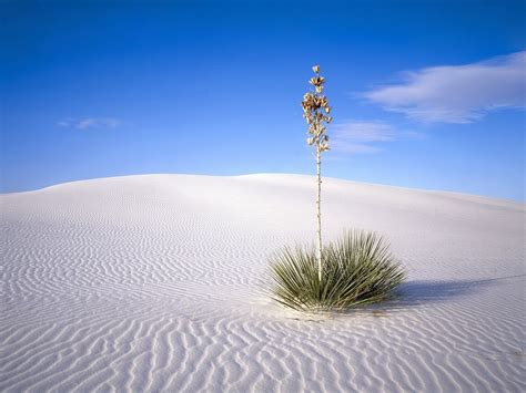 Desert Flowers Wallpapers - Wallpaper Cave