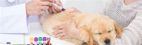Dog Blood Donation: How Your Dog Can Help Save Another Dog’s Life