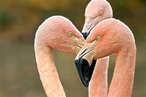 "Chilean Flamingo Trio" by Doug Doidge. Taken at the Roger Williams Zoo in RI. | Studio ...