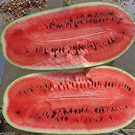 Watermelon - Candy Red Seeds