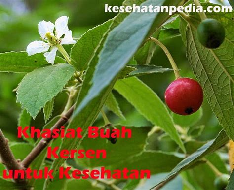 Khasiat Buah Kersen (Talok) untuk Kesehatan - kesehatanpedia