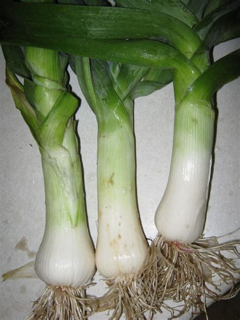 Leeks: Plant Care and Collection of Varieties - Garden.org