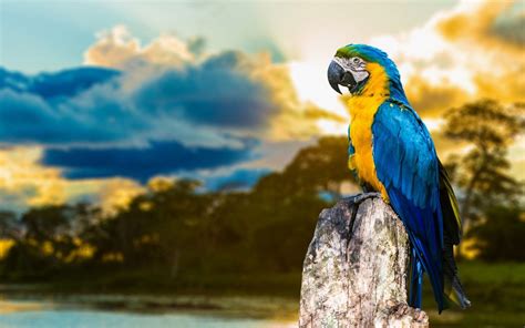 1920x1200 birds hd best wallpaper for desktop | Parrot wallpaper, Bird ...