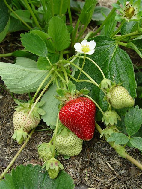 Strawberry plant - Harvest to Table