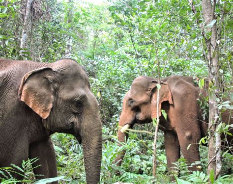 Mondulkiri ethical elephant sanctuary & trekking tours - Elephant conservation ecotourism ...