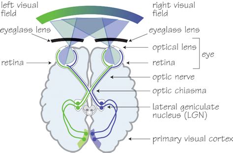 Human_visual_pathway 2 - OpticianWorks Online Optician Training