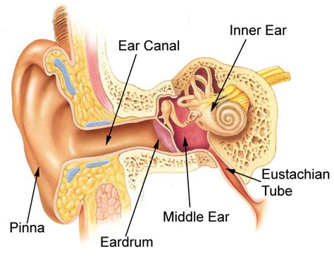 Parts and Components of Human Ear and Their Functions | New Health Advisor