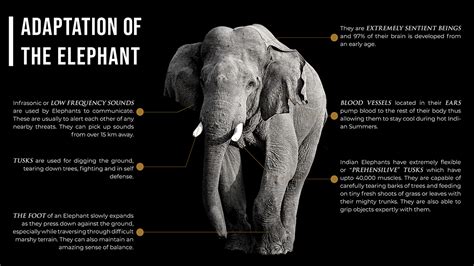 Project Elephant - A Comprehensive Guide on Asian Elephants