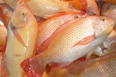 Resepi Ikan Talapia Merah Masak Lemak Cili Api