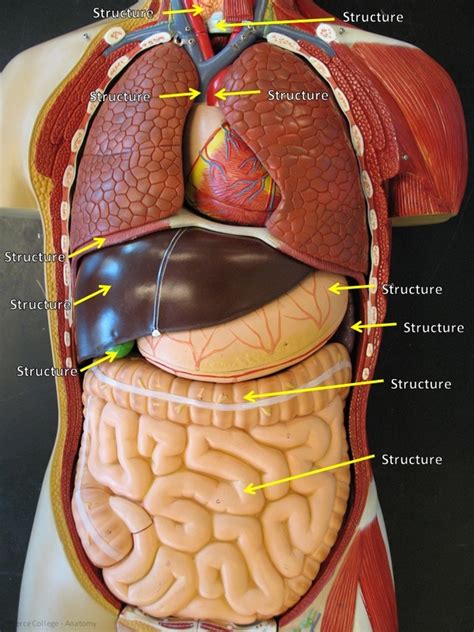 Torso Anatomy Diagram Human Torso Model Life Size Torso Model | Images ...