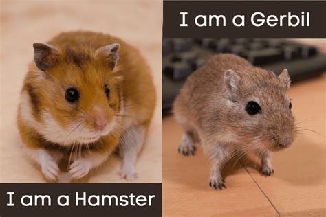 Difference Between a Hamster and a Gerbil - HamstersInfo.com