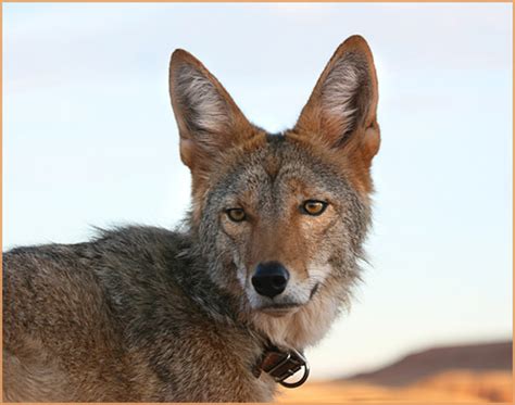 The Daily Coyote » Blog Archive » The Big Ears Of Summer