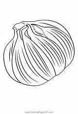 Garlic 3 Coloring Page For Kids  Free Printable Pages sketch template