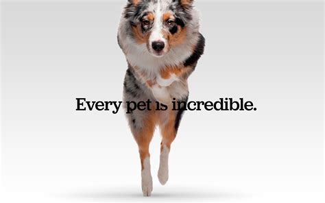 Incredible Pets on Behance