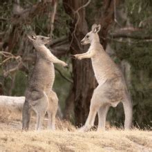 Kangaroo GIFs | Tenor