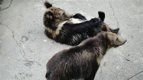 Tibetan blue bear at Chengdu zoo 2012-5-11 - ZooChat