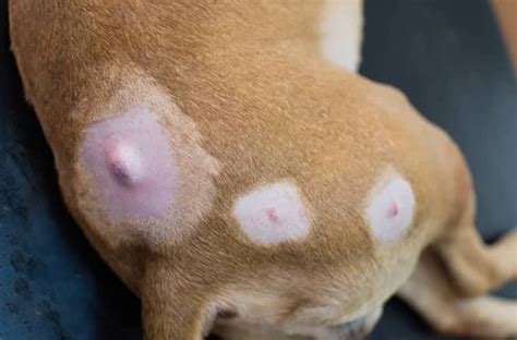 Sebaceous Cysts In Dogs | Kingsdale Animal Hospital