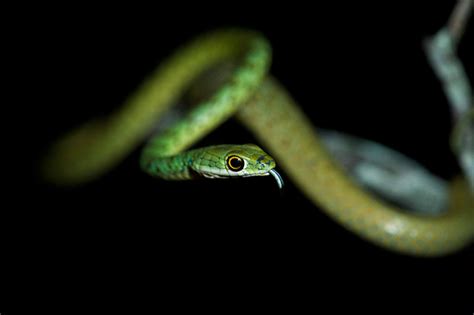 Sabi Sabi Private Game Reserve | Spotted Bush Snake at night