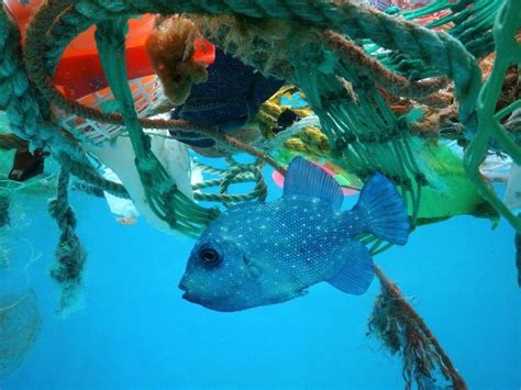 Ocean Pollution | Teaching Resources