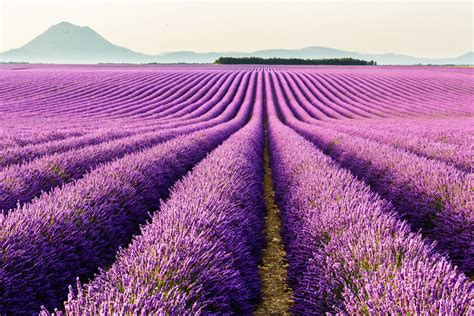 Stunning Photos Capture the Dreamy Beauty of Rolling Lavender Fields