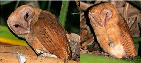 4 Species of Owls Found in Madagascar! (2024) - Bird Watching HQ