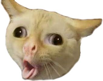 Coughing Cat Meme Sticker By Bizkitbones | ubicaciondepersonas.cdmx.gob.mx