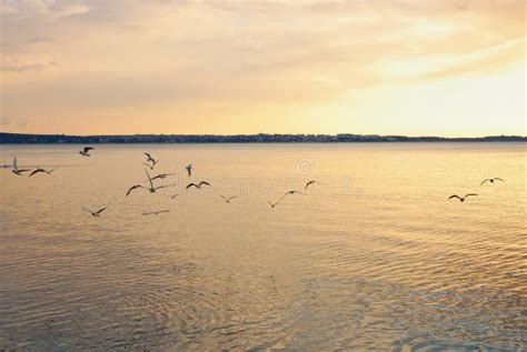 Sea gulls stock photo. Image of freedom, environment - 38956854