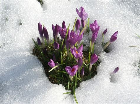 Crocus in snow / Photography by auriga, Post processing by auriga / Uploaded 1st March 2018 @ 08 ...