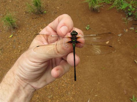 ADDO -- African Dragonflies and Damselflies Online