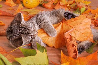 kitten in fall leaves. I couldn't help this pin. Too cute (With images) | Cats and kittens ...