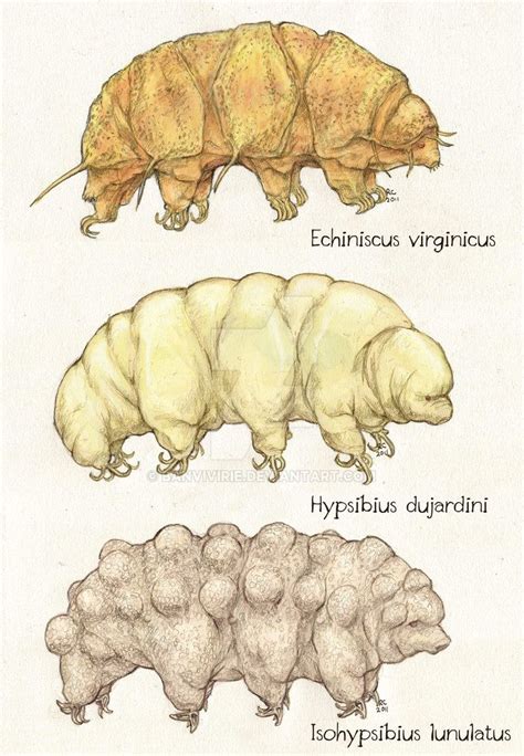 Tardigrade, Scientific illustration, Science illustration