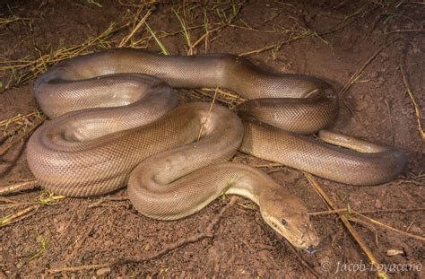 Olive Python (Liasis olivaceus) | Olive Pythons are Australi… | Flickr