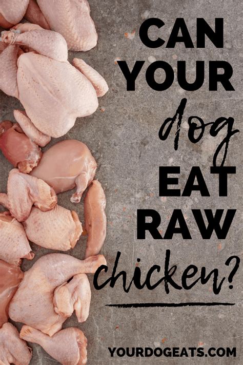 Can Dogs Eat Raw Chicken? | Your Dog Eats