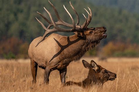 12 Hard Truths About Elk Hunting in the West - Game & Fish