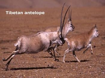 Tibetan Antelope - Powerpoint - Information Facts Pictures by KLS Reading