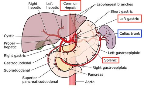 Image result for celiac trunk branches (com imagens)